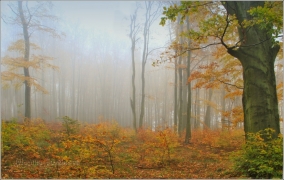 <p>Šluknovsko - Království</p>